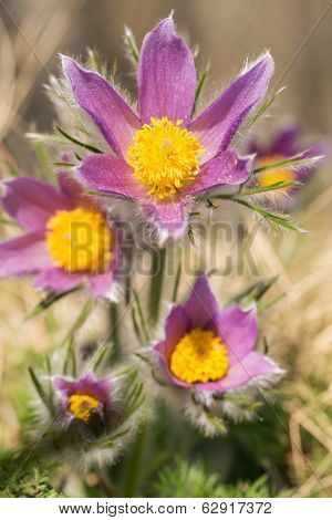 Beautiful spring flowers
