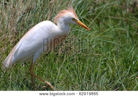 Egret
