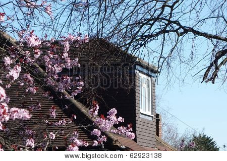 House Extension