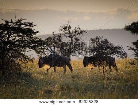 Wildebeest At Sunrise