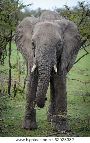 Ambling Elephant