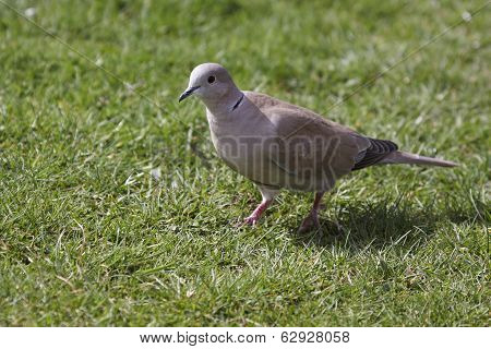Collared Dove