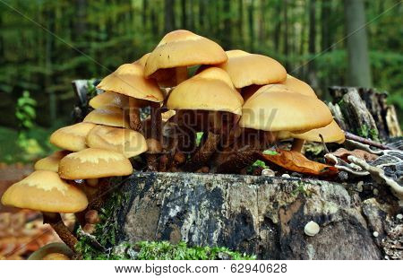 Mushrooms Kuehneromyces Mutabilis