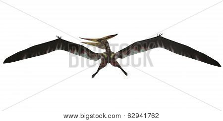 Pteranodon Flight On White
