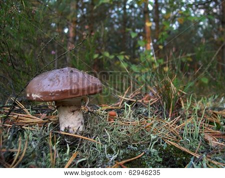 Mushroom Suillus Luteus