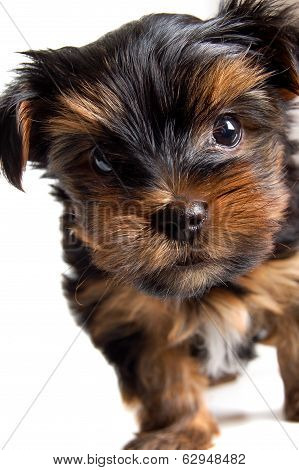 Lovely Puppy Of A Dog