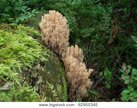 Mushroom Artomyces Pyxidatus