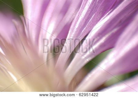 Flower Largely