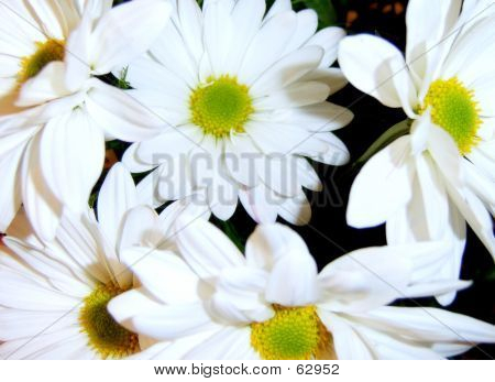 Düğün Daisys