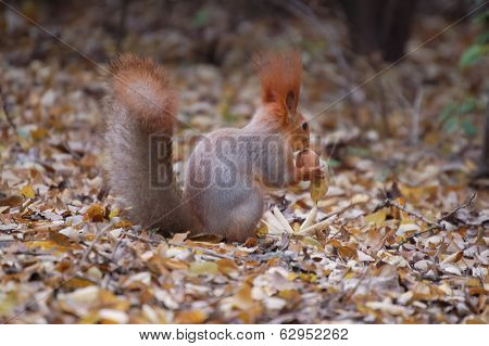 Squirrel With A Nut