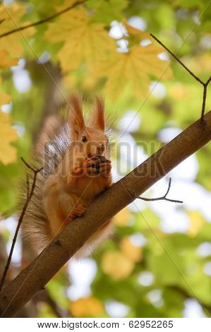 Squirrel With A Nut On A Tree
