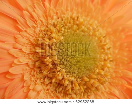 Gerber The Orange