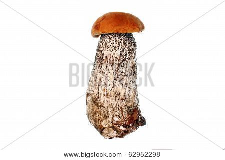 Orange Mushroom