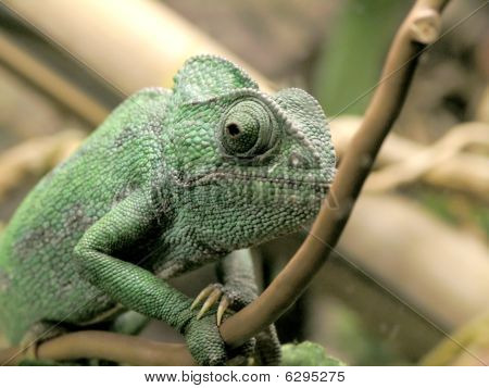 Sahel Chameleon