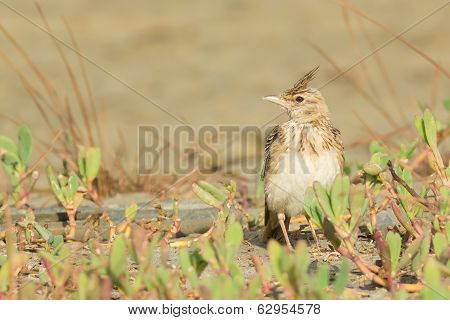 Crested Lark On The Beach With Its Crest Raised