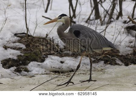 Great Blue Heron