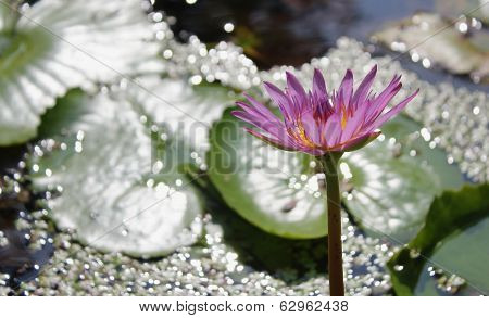 Purple lotus flower