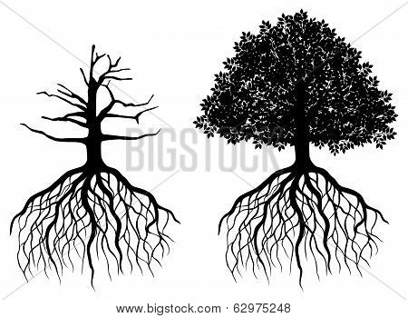 Isolated Tree With Roots
