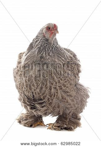 Brahma Chicken