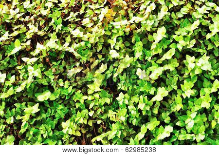 Tiny green leaves background.