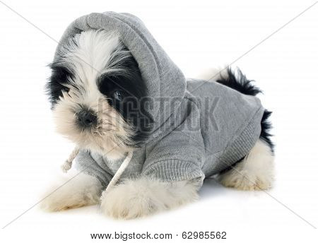 Dressed Puppy Shitzu