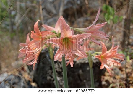 Hippeastrum johnsonii Bury (Amaryllidaceae) Flowers
