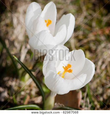 White Crocus (crocus Heuffelianus)