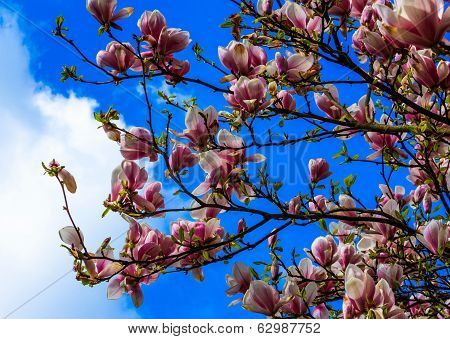 Magnolia blossom on blue sky