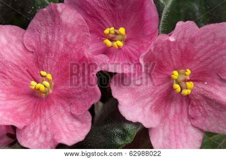 Violet Flowers