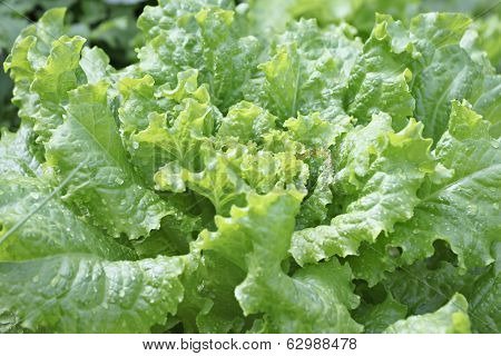 Fresh Lactuca Sativa Leaf.