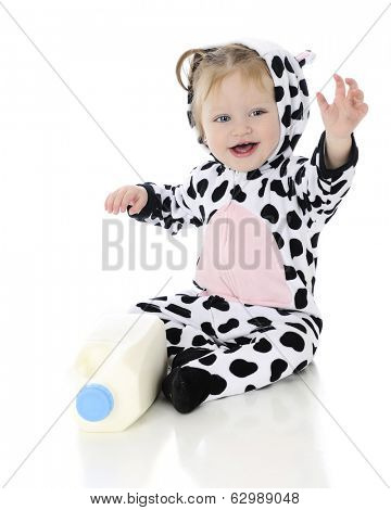 An adorable baby girl dressed as a holstein cow.  She's happily waving as she sits by a half gallon of milk.  On a white background.