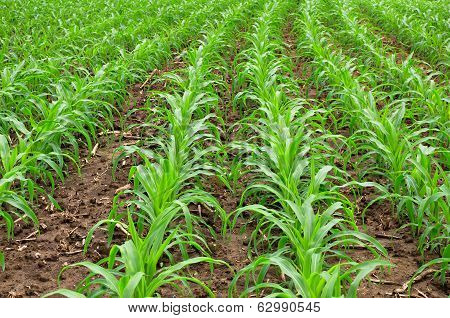Field Of Young Corn