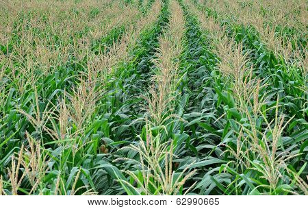 Flowering Corn Field