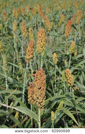 Sorghum Field