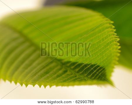 Close Up Of Leaf