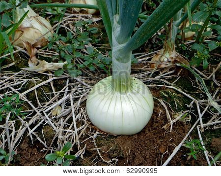 Fresh Onion In The Field