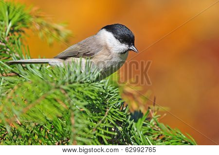 Marsh tit