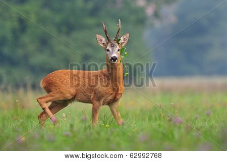 Roe deer