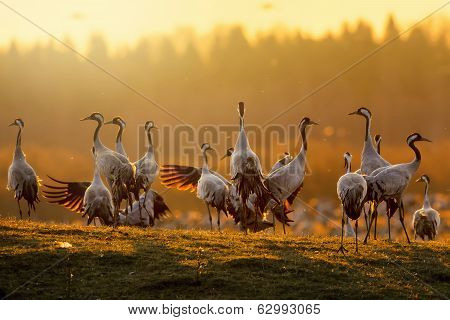 Group Of Cranes At Sunrise In Morning Light