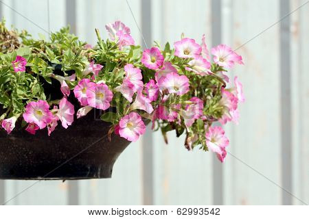 Pink Flowers.