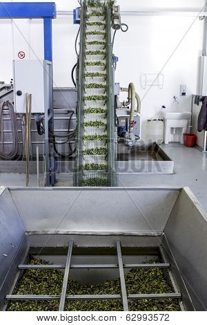 Olive Harvest