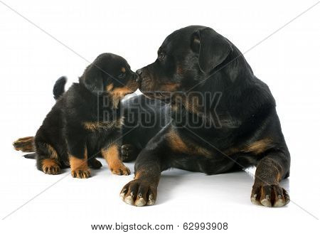 Puppy And Adult Rottweiler
