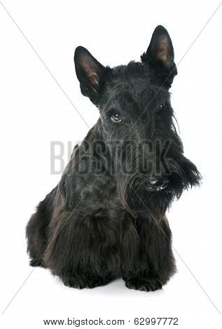 Scottish Terrier