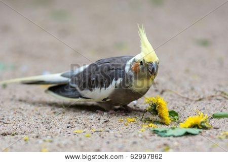 Cocktiel