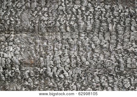 Black Texture Of Burned Wood