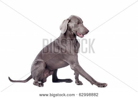 Weimaraner isolated on white