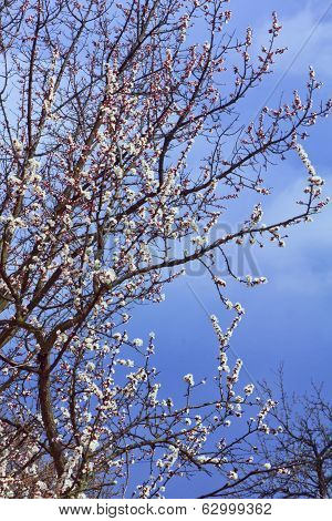 apricot Tree
