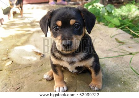 black puppy