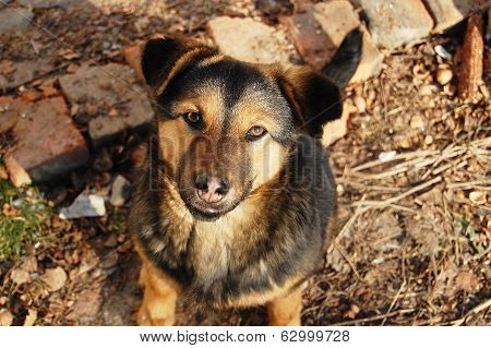 dog