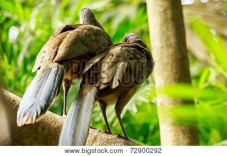 Portrait Of Crested Guan Birds